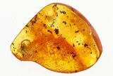 Detailed Fossil Spider (Trochanteriidae) In Baltic Amber #292569-1